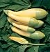 Squash Summer Zephyr F1 30 Seeds per Packet