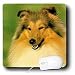 image 18 - Dogs SheltieShetland Sheepdog Shetland Sheepdog Mouse Pads
