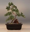 Bonsai Boy's Juniper "Karate Kid" Bonsai Tree - Medium<br><i>(Juniper Procumbens "nana") </i>