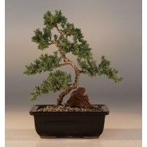 Bonsai Boy's Juniper 