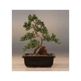 Bonsai Boy's Juniper "Karate Kid" Bonsai Tree - Medium(Juniper Procumbens "nana")