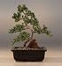 Bonsai Boy's Juniper 