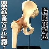 股関節模型の画像