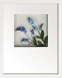�s�t�����[�t���[���tHana concept frame Myosotis�i�Y��ȑ��j