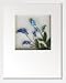 �s�t�����[�t���[���tHana concept frame Myosotis�i�Y��ȑ��j