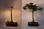 Bonsai Boy's Japanese Green Maple Bonsai Tree acer palmatum