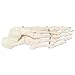 3B Scientific A30/1L Human Left Foot Skeleton with Bone Names