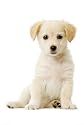 HUGE LAMINATED ENCAPSULATED Labrador Cute Cuddly Puppy Dog Poster Measures 36 x 24 inches (91.5 x 61 cm )