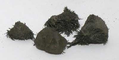 1 Lb Lodestones Natural * by REDCOW