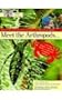 Meet the Arthropods (Real Kids Real Science Books)
