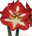 Amaryllis Stargazer, bulb only