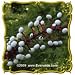 Doll's Eyes (Actaea pachypoda) Jumbo Wildflower Seed Packet (10)