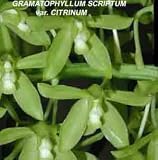 Grammatophyllum scriptum var citrinum 15