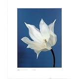 Professionally Framed Masao Ota (Tulip, Nature's White on Deep Blue) Art Poster Print - 16x20 with RichAndFramous Black Wood Frame