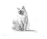 Birman Cat Animals Giclee Poster Print by Geoff Pullinger, 10x8