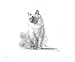   - Birman Cat Animals Giclee Poster Print by Geoff Pullinger, 10x8