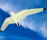 Seagull