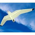 Seagull