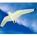Seagull