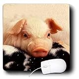 Farm Animals - Piglets - Mouse Pads