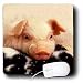 Farm Animals - Piglets - Mouse Pads