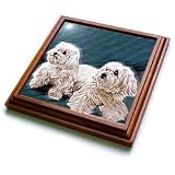 Dogs Maltese - Maltese - Trivets