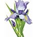 Iris Adult Sweatshirt