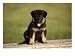 German Shepherd Puppy, Photographic Print by Frank Siteman, 24x18