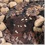 All Star Chocolate 8" Coffee Cake (No Gift Tin)