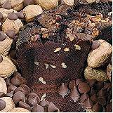 All Star Chocolate 10 Coffee Cake (No Gift Tin) by Coffee Cake