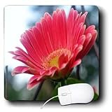 WhiteOak Photography Floral Prints - New Growth Gerbera Daisy - Mouse Pads