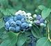 25 Heirloom Rabbiteye Blueberry Seeds