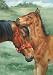 Colts Nuzzle Horse Large House Flag