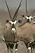 12X16 inch African Wildlife Collection Canvas Art Oryx antelope