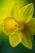 Narcissus Golden Harvest - 24