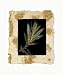 Floral Noir I By Phillip Jaeger. Art Print On Canvas.. 19.5 Inches Wi By 23.5 Inches Height. Art Print On Canvas.