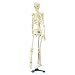 School Specialty Demonstration Skeleton Model with Metal Stand, 33" Height