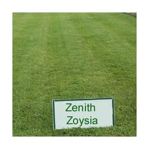 zoysia grass seed