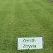 Zenith Zoysia Grass Seed - 1 LB