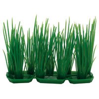 Hairgrass - 3 in. - Buy Hairgrass - 3 in. - Purchase Hairgrass - 3 in. (Penn Plax, Home & Garden, Categories, Pet Supplies, Fish & Aquatic Pets, Aquarium Accessories, Decor, Plastic Plants)