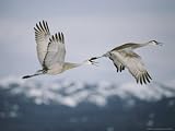 Pair of Sandhill Cranes in Flight, with Wings in Opposite Positions, Island Park, Idaho Photographic Poster Print by Michael S. Quinton, 56x42
