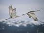 Pair of Sandhill Cranes in Flight, with Wings in Opposite Positions, Island Park, Idaho Photographic Poster Print by Michael S. Quinton, 24x18