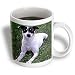 Dogs Rat Terrier - Rat Terrier - Mugs