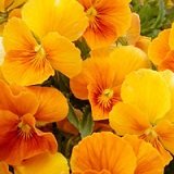 【耐寒性】 パンジー　ハニーオレンジシェード　2株セット　【コンテナガーデン】【花壇】