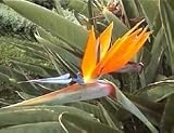 Eigenschaften tropical.garden  / Paradiesvogelblume - Strelitzia reginae 5K