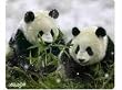 Nature's Smart Mouse Pad Panda ? 60 % Recycled Content, Anti-Microbial (29879)
