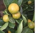 Citrus Navel Orange Tree