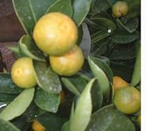 Citrus Navel Orange Tree