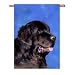 Newfoundland Banner