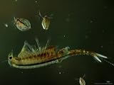 Fairy Shrimp, Norwich, USA Photographic Poster Print by Gustav Verderber, 24x18